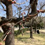 心花咲く木場公園ヘブンアーティスト活動